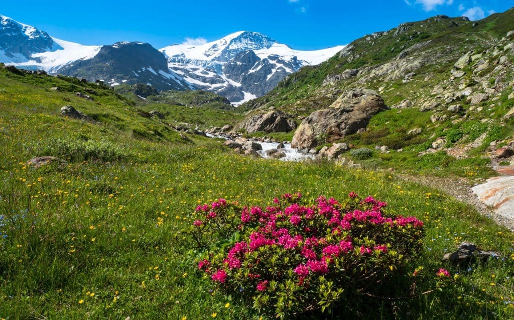 Alpenrosen im Herbst vor einer beeindruckenden Bergkulisse mit schneebedeckten Gipfeln und grünen Wi.