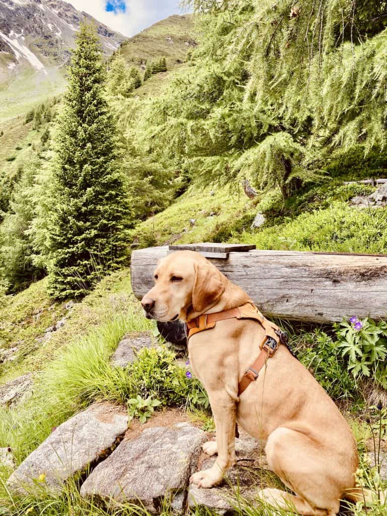 Hund im Grünen mit Bergblick, Natur und Wald.